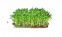 Мікрозелень