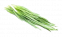 Цибуля зелена